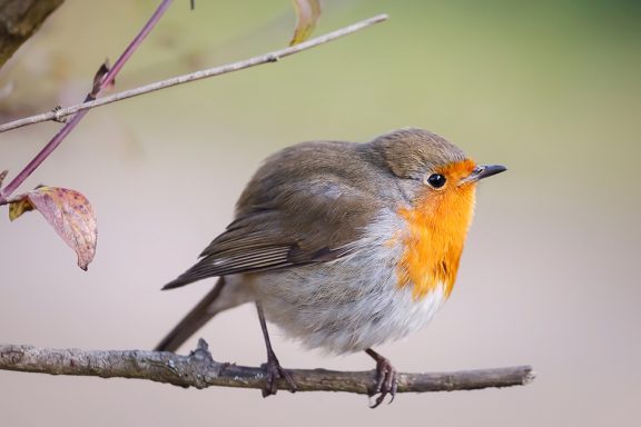 Galerie de photographies d'oiseaux